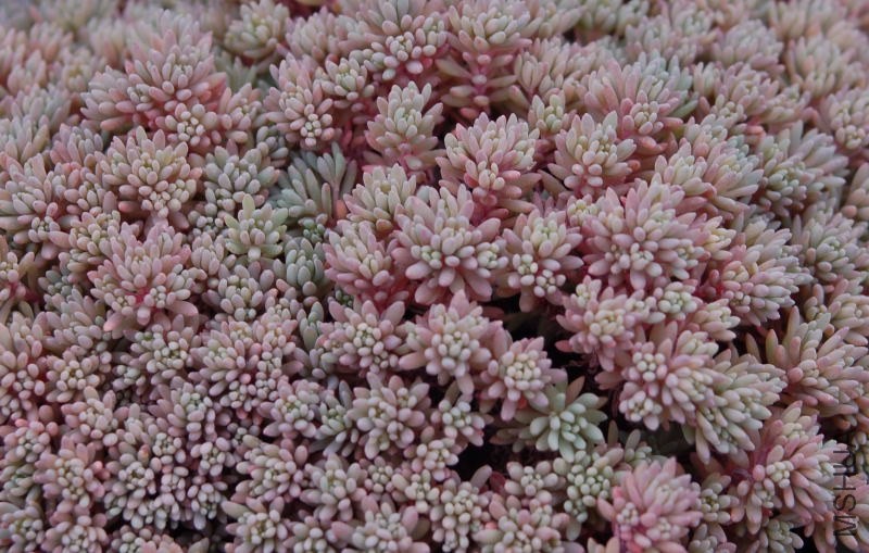 Sedumhispanicum001.jpg