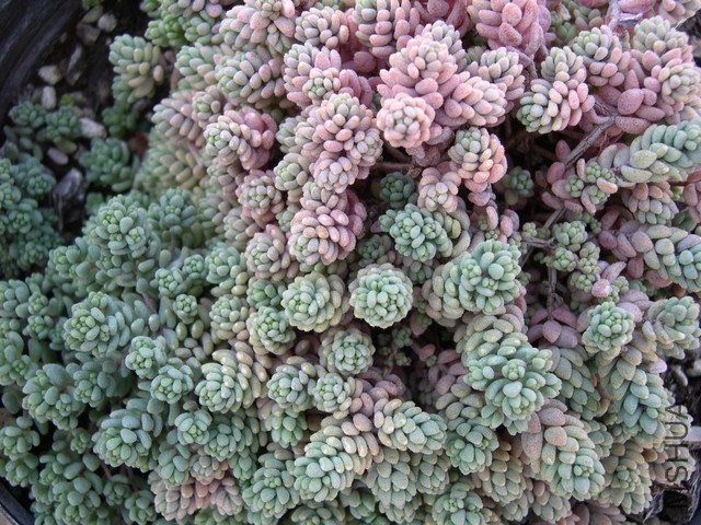 Sedum dasyphyllum burnatii _2_.jpg