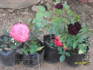 DBA61272-F909-4B48-9708-7E4EA6B404DD.jpg