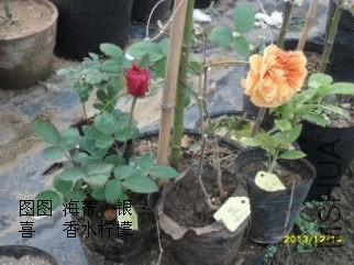 B675B88F-C133-4634-ACF0-BBA6EF17CF56.jpg