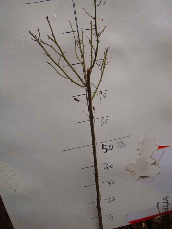 nEO_IMG_DSC07216.jpg