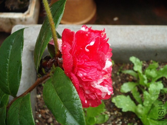 ���ĸ߶Ȼ�����