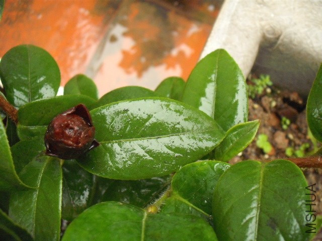 ������ëҶ