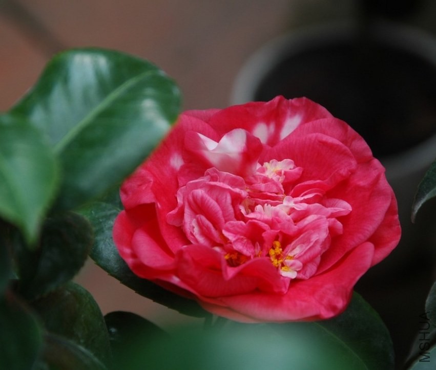 DSC_9767-.jpg