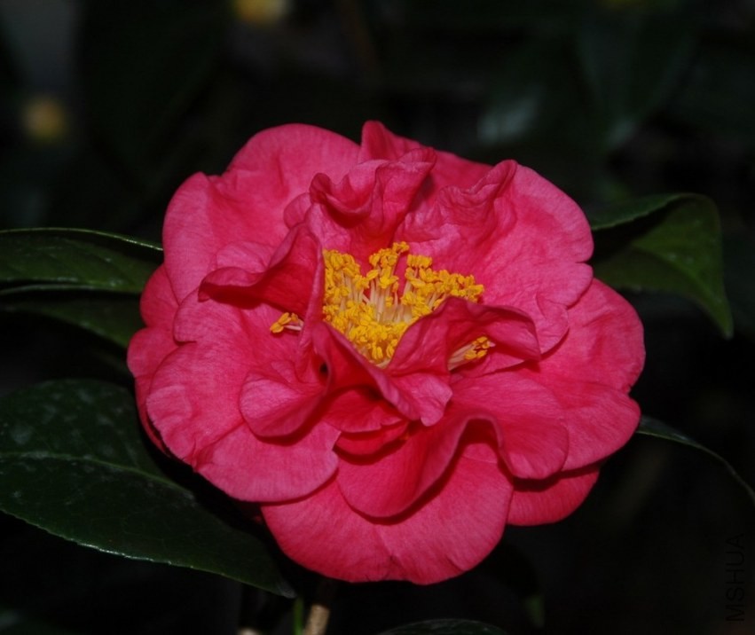 DSC_9903-.jpg