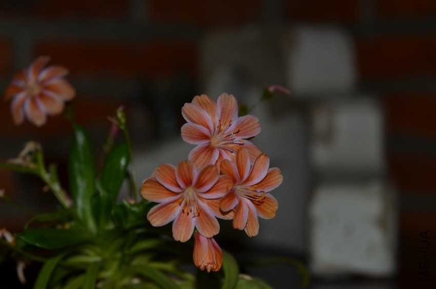 ��ɫ¶ޱ��20131215 006.JPG