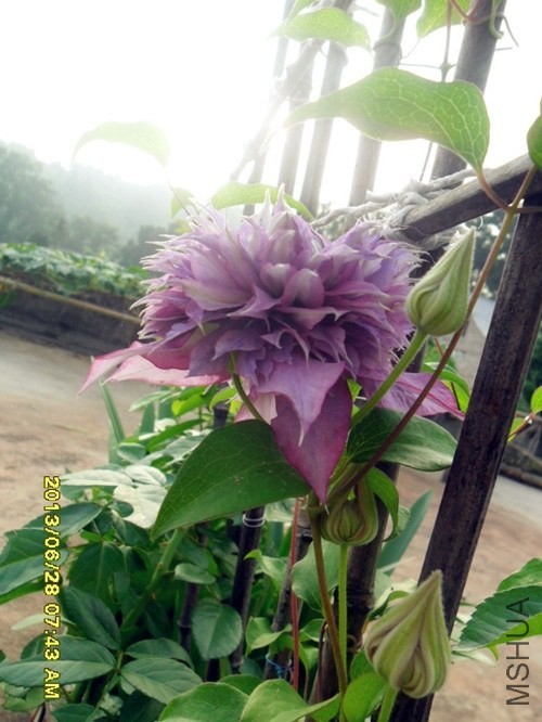 101126xze3v7vqfmsqtiz9.jpg.thumb.jpg