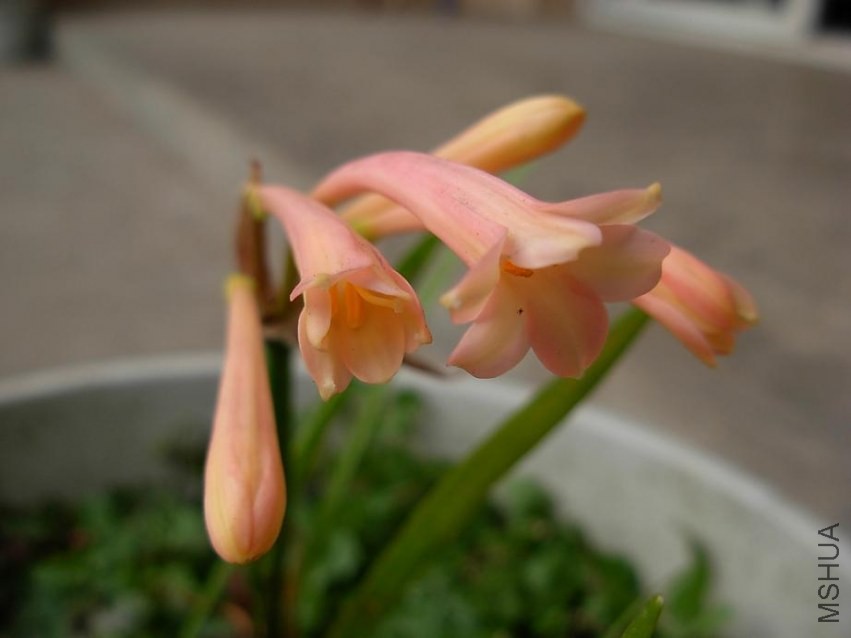 DSCN1574g.JPG