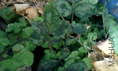 20131217_1219_0.jpg