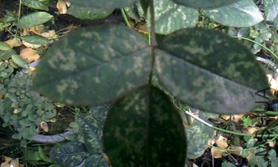 20131217_1218_0.jpg