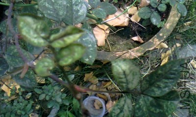 20131217_1218_1.jpg