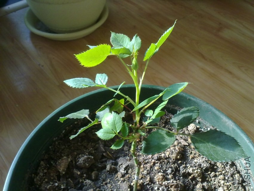 20131217343.jpg