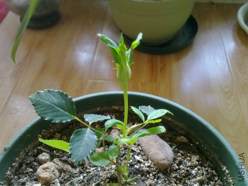 20131217344.jpg