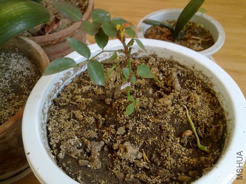 20131217318.jpg