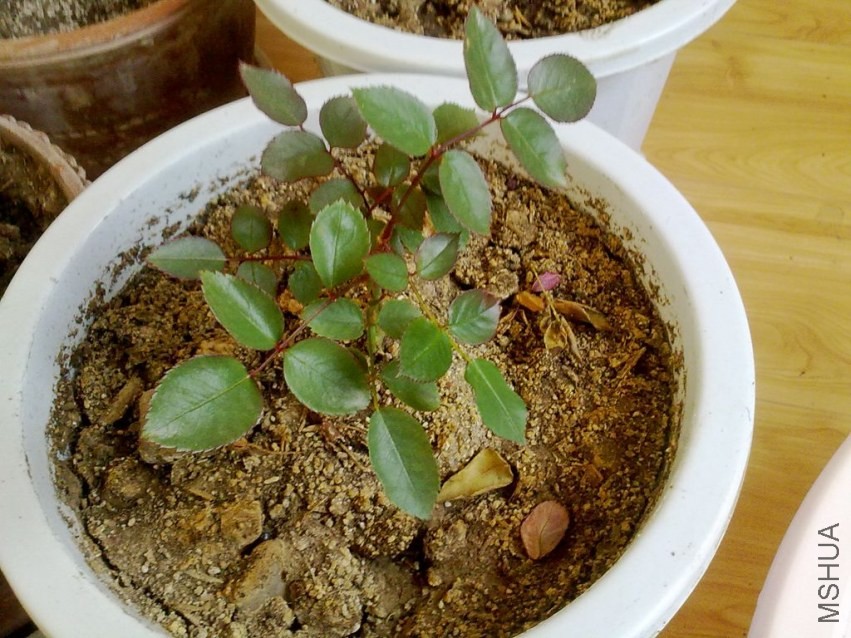 20131217319.jpg