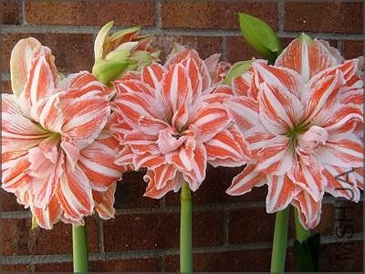 amaryllis_dancingqueentrio_customgift.jpg