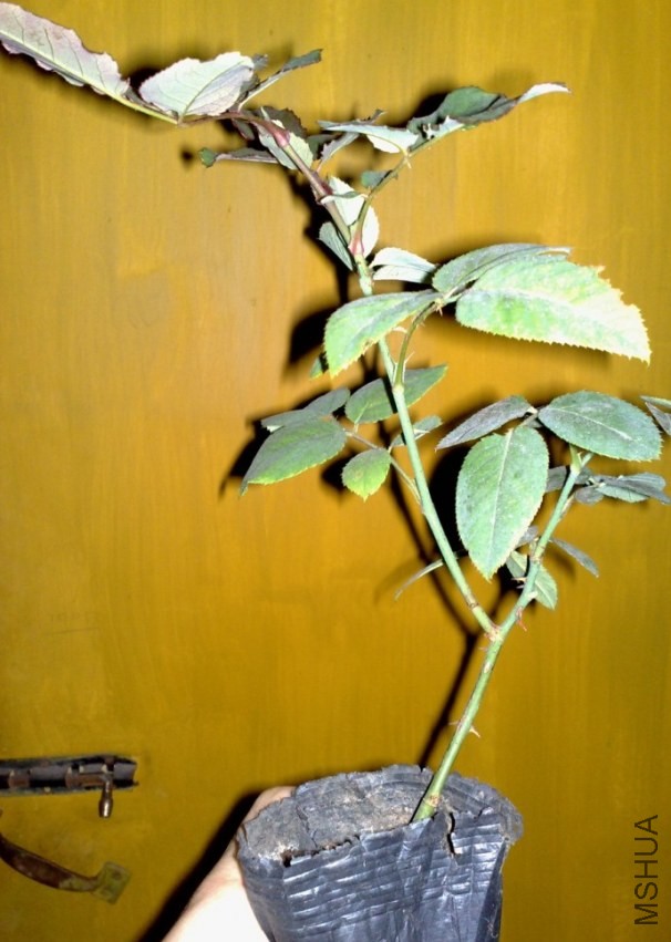 QQͼƬ20131218222552.jpg