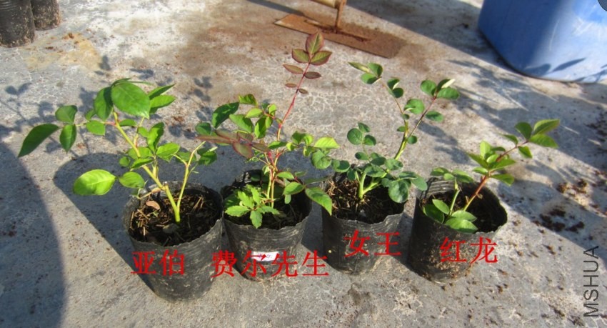 K%S6MSWK(_H0%COPX]HGH7P.jpg