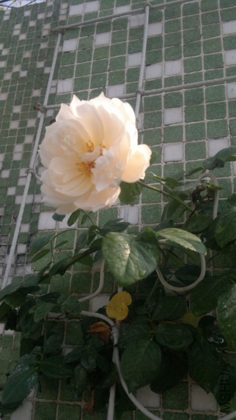 QQͼƬ20131219205214.jpg