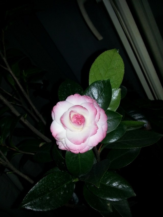 20131214_200825.jpg