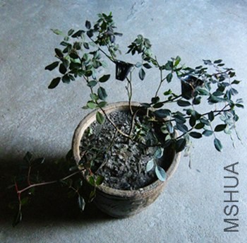 ��Ƭ 012_����_����.jpg