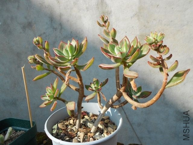 DSCN4361.jpg