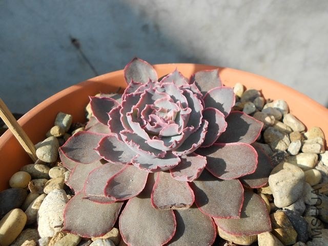 DSCN4360.jpg