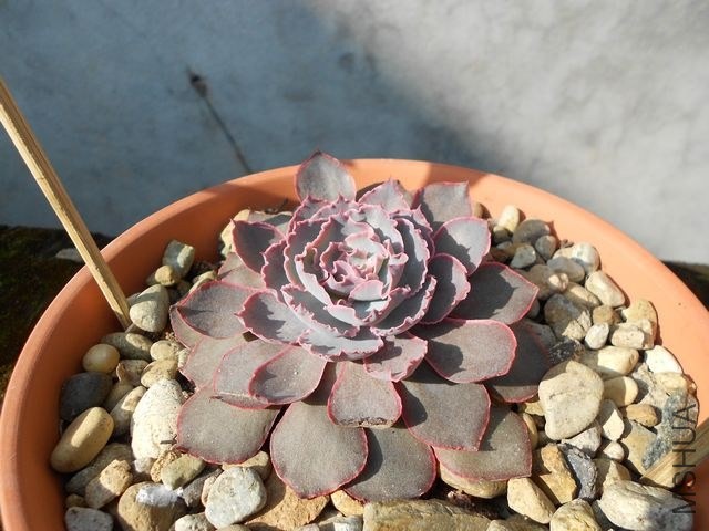 DSCN4359.jpg