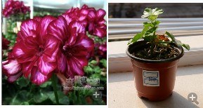 036������.jpg