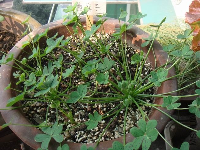 ������С DSC05295.JPG