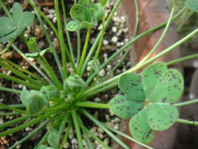 ������С DSC05296.JPG