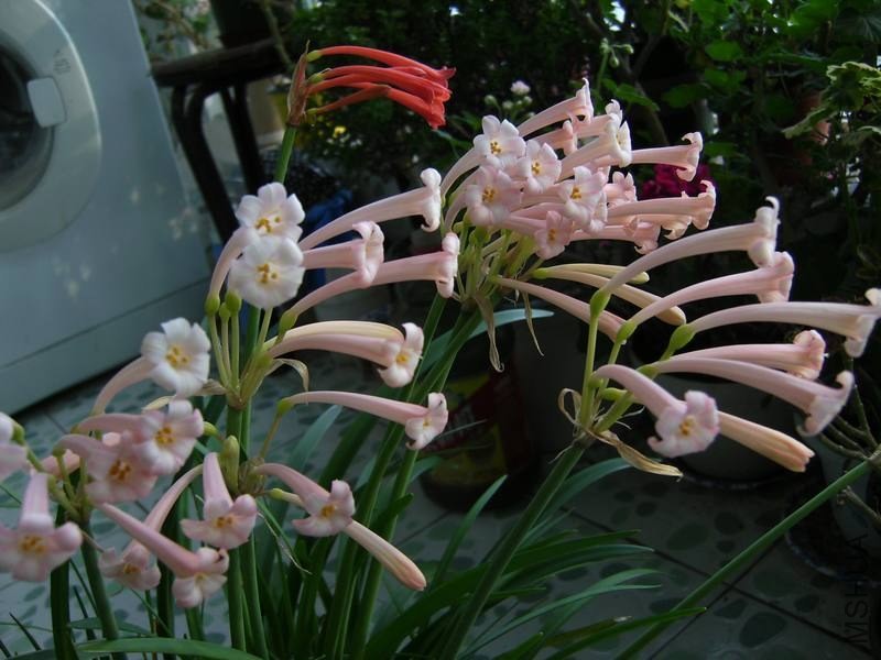 PICT9449.jpg