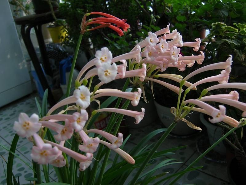 PICT9450.jpg