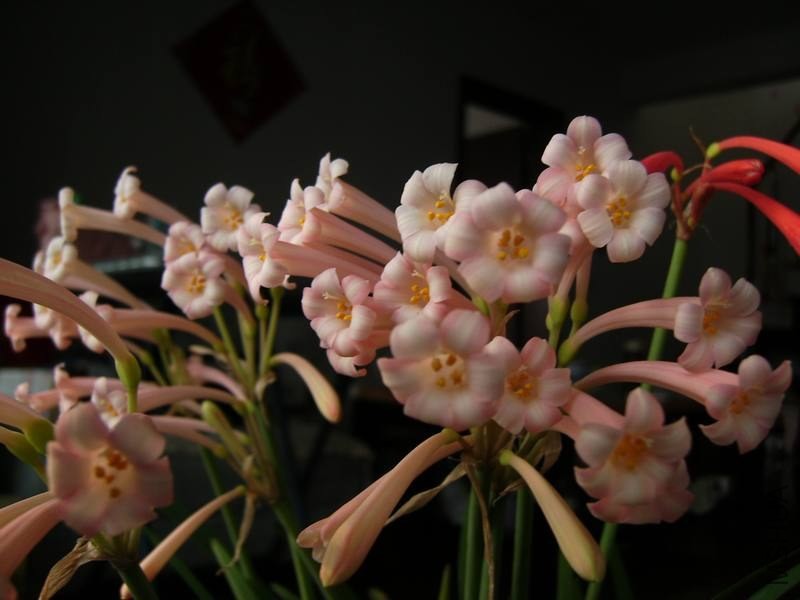 PICT9466.jpg
