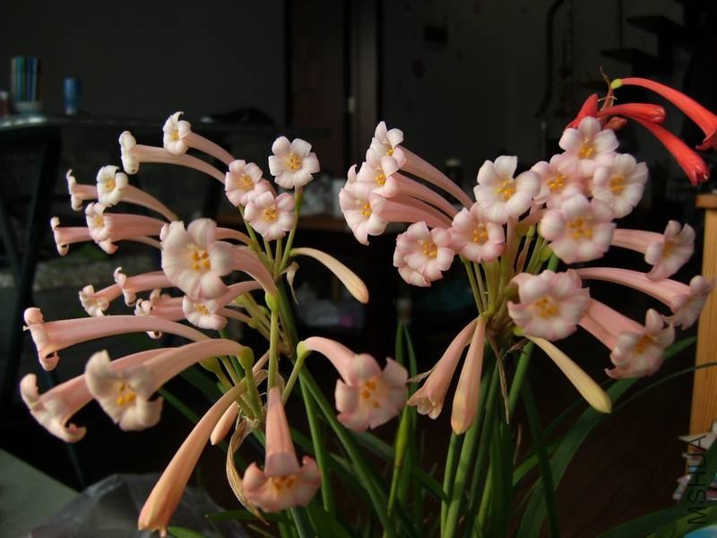 PICT9468.jpg