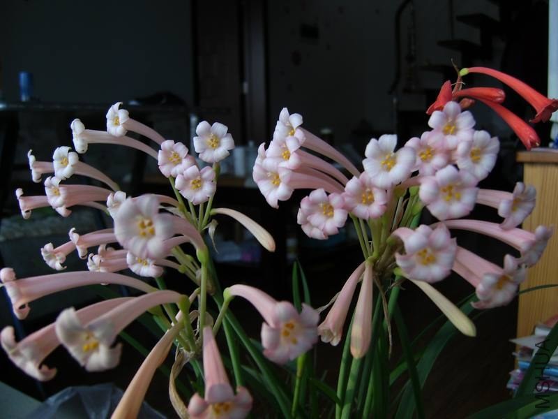 PICT9470.jpg