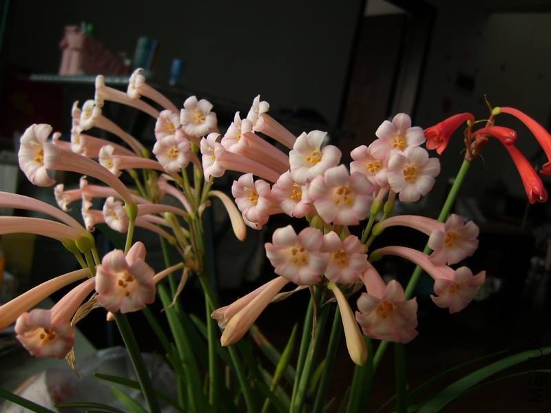 PICT9471.jpg