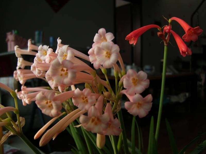 PICT9476.jpg