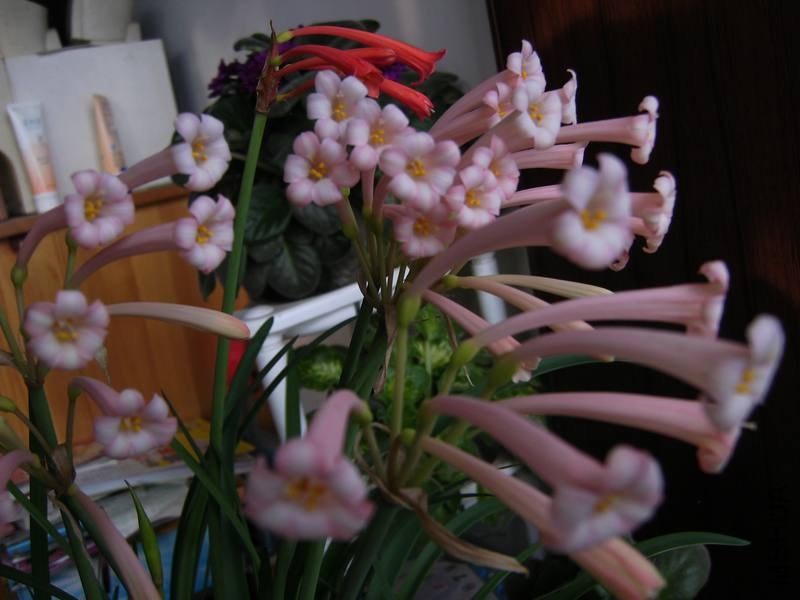 PICT9482.jpg