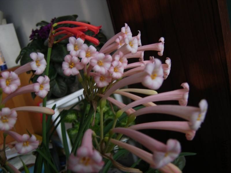 PICT9483.jpg