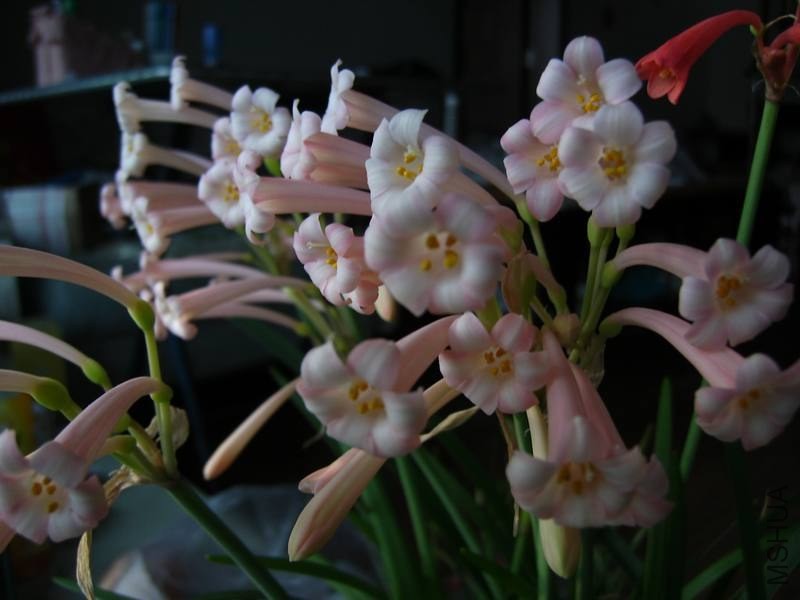 PICT9487.jpg