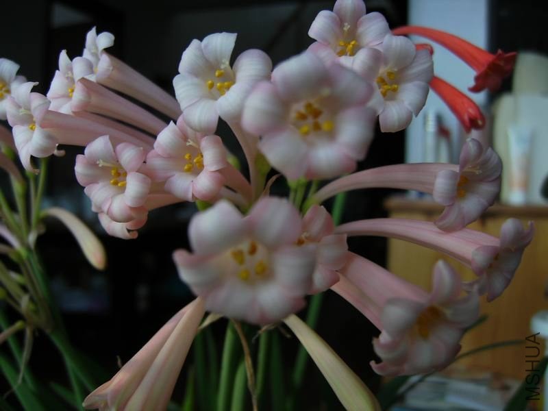 PICT9489.jpg
