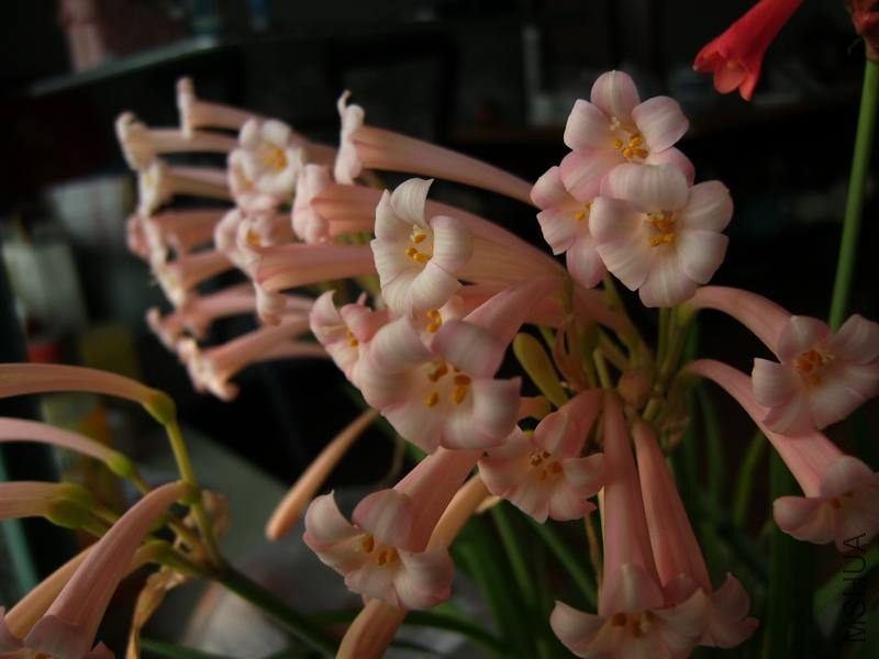 PICT9488.jpg
