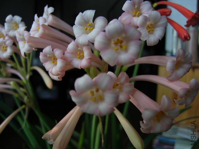 PICT9490.jpg
