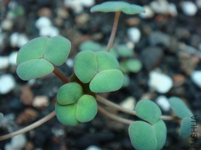 ������С DSC05300.JPG