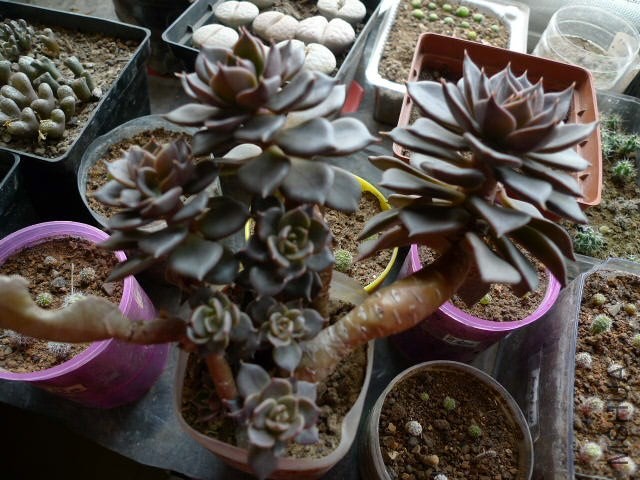 P1080948.JPG