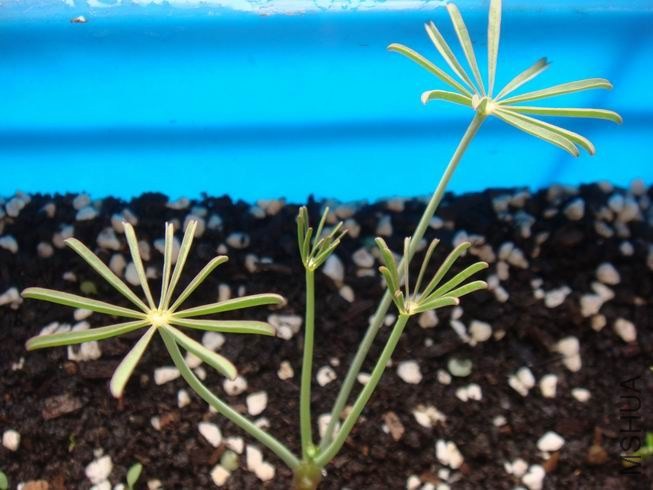 ������С DSC05303.JPG