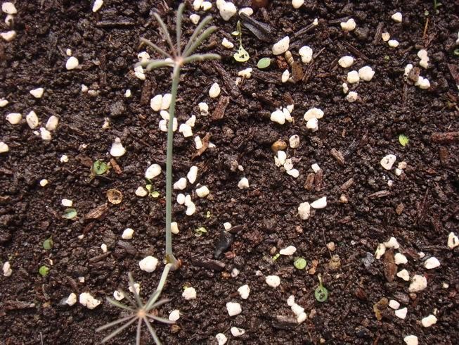 ������С DSC05304.JPG