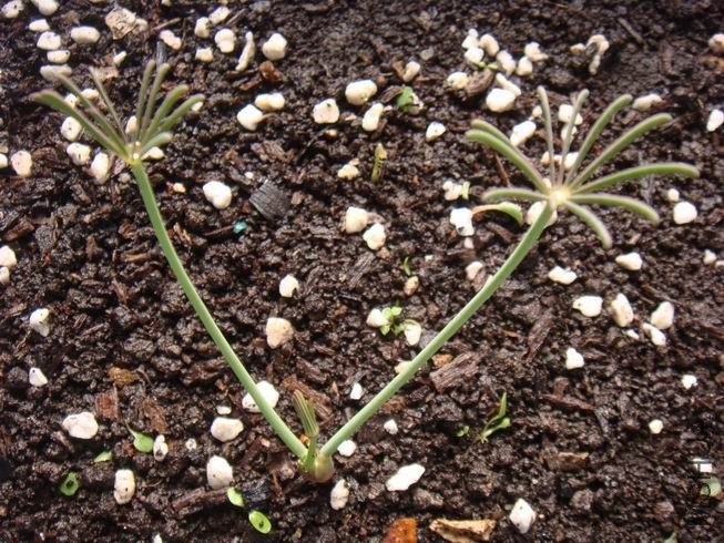 ������С DSC05305.JPG