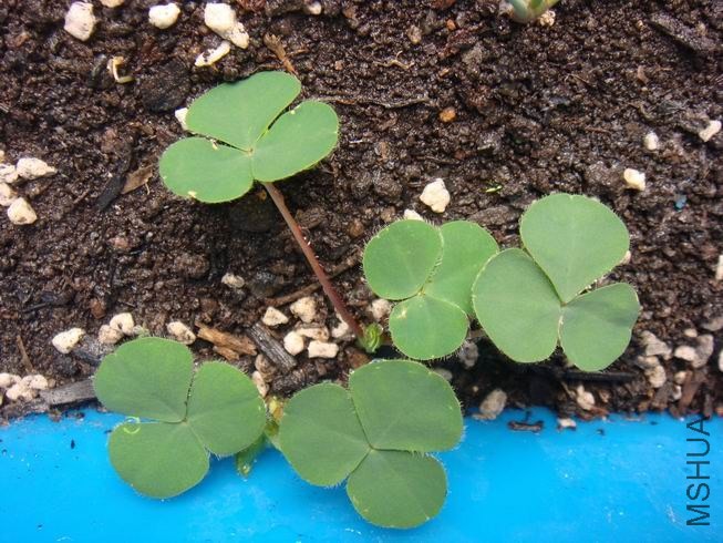 ������С DSC05306.JPG